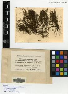 Type specimen at Edinburgh (E). Arnell, Hampus: 822. Barcode: E00049460.