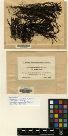 Type specimen at Edinburgh (E). Schiffner, Victor: 815. Barcode: E00049463.