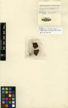Type specimen at Edinburgh (E). Spruce, Richard: . Barcode: E00049485.