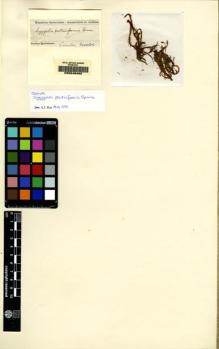Type specimen at Edinburgh (E). Spruce, Richard: . Barcode: E00049492.