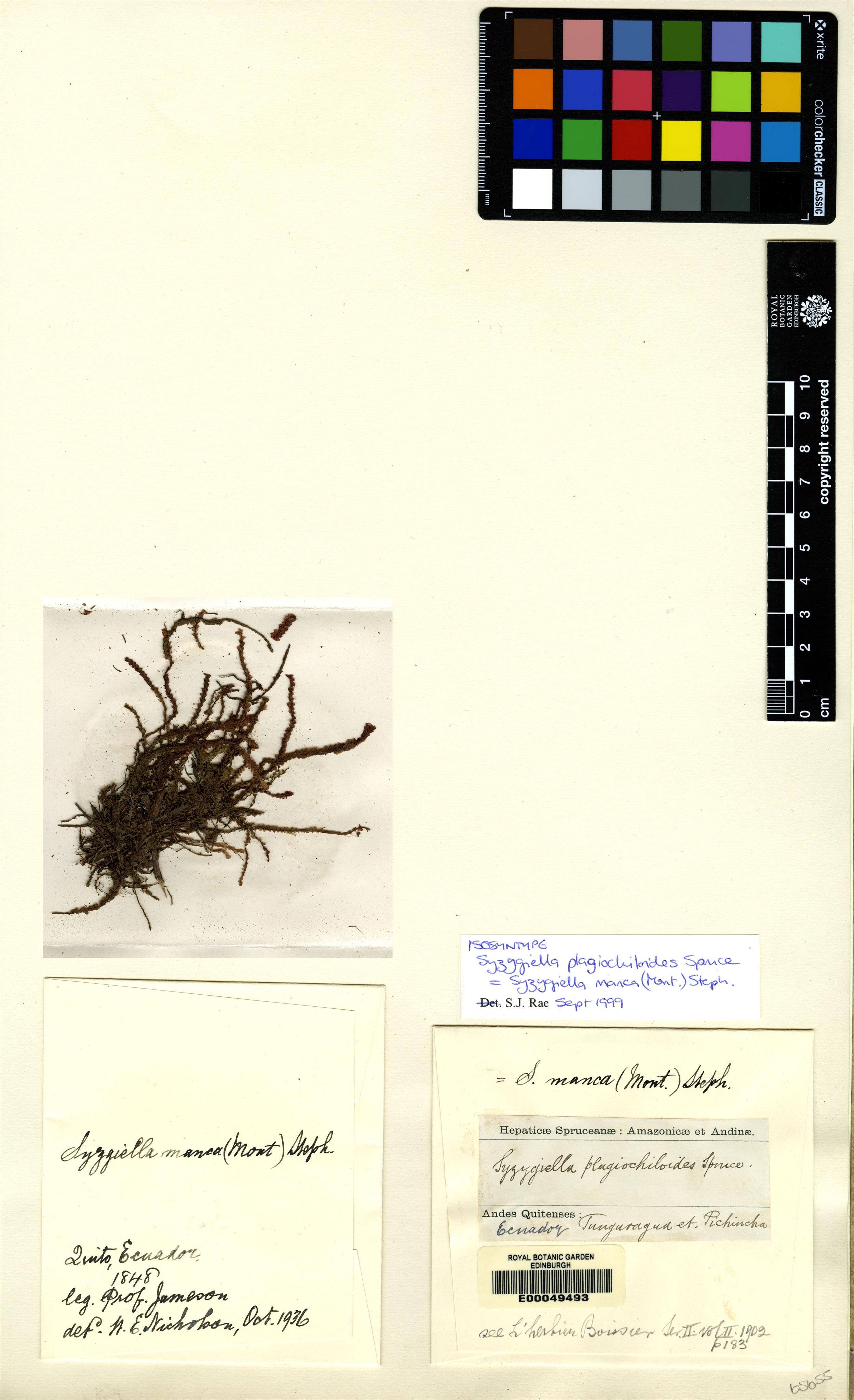Syzygiella manca photograph 3