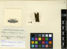 Type specimen at Edinburgh (E). Spruce, Richard: . Barcode: E00049501.