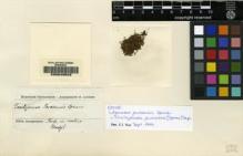 Type specimen at Edinburgh (E). Spruce, Richard: . Barcode: E00049503.