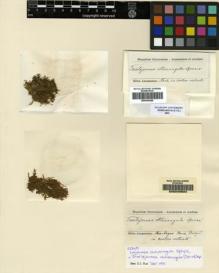 Type specimen at Edinburgh (E). Spruce, Richard: . Barcode: E00049504.