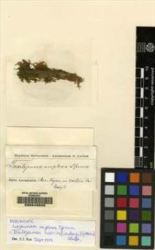 Type specimen at Edinburgh (E). Spruce, Richard: . Barcode: E00049505.