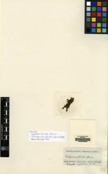 Type specimen at Edinburgh (E). Spruce, Richard: . Barcode: E00049506.