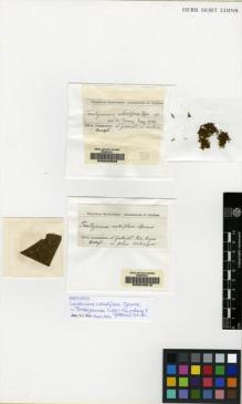 Type specimen at Edinburgh (E). Spruce, Richard: . Barcode: E00049509.