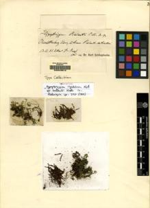 Type specimen at Edinburgh (E). Graef, H.: . Barcode: E00049512.