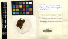 Type specimen at Edinburgh (E). Spruce, Richard: . Barcode: E00049519.
