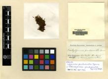 Type specimen at Edinburgh (E). Spruce, Richard: . Barcode: E00049520.