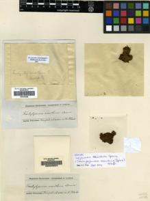 Type specimen at Edinburgh (E). Spruce, Richard: . Barcode: E00049524.