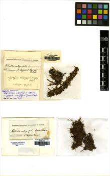 Type specimen at Edinburgh (E). Spruce, Richard: . Barcode: E00049525.