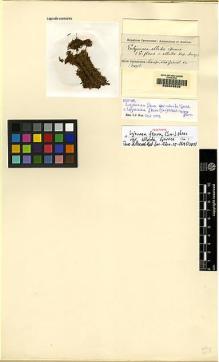 Type specimen at Edinburgh (E). Spruce, Richard: . Barcode: E00049532.