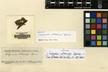 Type specimen at Edinburgh (E). Spruce, Richard: . Barcode: E00049533.