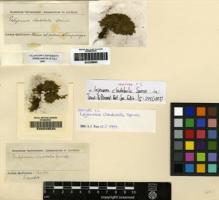 Type specimen at Edinburgh (E). Spruce, Richard: . Barcode: E00049534.