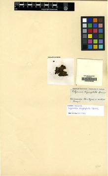 Type specimen at Edinburgh (E). Spruce, Richard: . Barcode: E00049535.