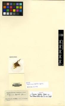 Type specimen at Edinburgh (E). Spruce, Richard: . Barcode: E00049537.