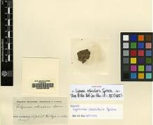 Type specimen at Edinburgh (E). Spruce, Richard: . Barcode: E00049539.