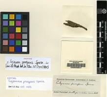 Type specimen at Edinburgh (E). Spruce, Richard: . Barcode: E00049541.