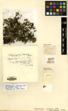 Type specimen at Edinburgh (E). Graef, H.: . Barcode: E00049545.
