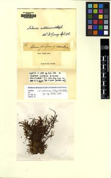 Type specimen at Edinburgh (E). Wight, Robert: 14. Barcode: E00049548.