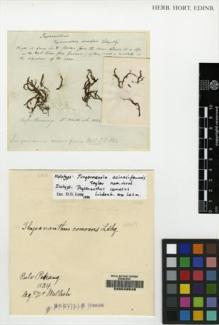 Type specimen at Edinburgh (E). Wallich, Nathaniel: . Barcode: E00049549.