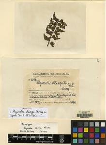 Type specimen at Edinburgh (E). Handel-Mazzetti, Heinrich: 12188. Barcode: E00049554.