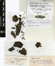Type specimen at Edinburgh (E). Jones, Eustace: 1319C. Barcode: E00049555.