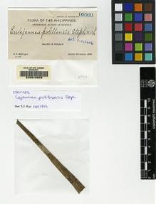 Type specimen at Edinburgh (E). McGregor, Richard: 10569. Barcode: E00049558.