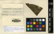 Type specimen at Edinburgh (E). Spruce, Richard: . Barcode: E00049561.