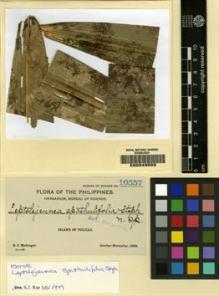 Type specimen at Edinburgh (E). McGregor, Richard: 10557. Barcode: E00049562.