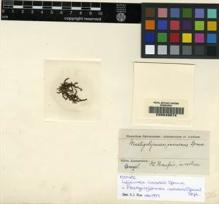Type specimen at Edinburgh (E). Spruce, Richard: . Barcode: E00049574.