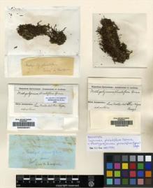 Type specimen at Edinburgh (E). Spruce, Richard: . Barcode: E00049575.