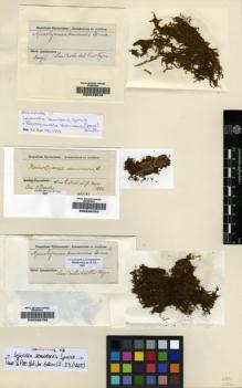Type specimen at Edinburgh (E). Spruce, Richard: . Barcode: E00049576.