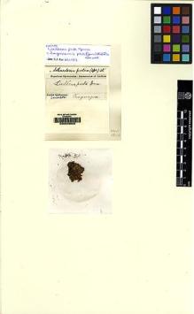 Type specimen at Edinburgh (E). Spruce, Richard: . Barcode: E00049583.