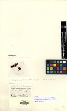 Type specimen at Edinburgh (E). Spruce, Richard: . Barcode: E00049584.