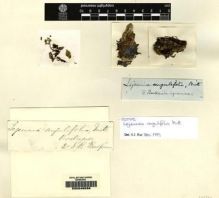 Type specimen at Edinburgh (E). Balfour, Isaac: . Barcode: E00049588.