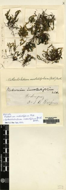 Type specimen at Edinburgh (E). Balfour, Isaac: . Barcode: E00049593.