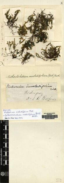 Type specimen at Edinburgh (E). Balfour, Isaac: . Barcode: E00049593. Type specimen at Edinburgh (E). Balfour, Isaac: . Barcode: E00049593.
