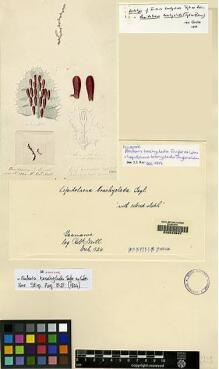 Type specimen at Edinburgh (E). Neill, R.: . Barcode: E00049597.