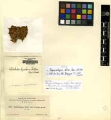 Type specimen at Edinburgh (E). Heller, Amos: 4703. Barcode: E00049635.