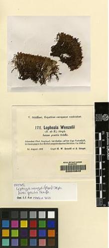 Type specimen at Edinburgh (E). Arnell, Hampus: 172. Barcode: E00049649.
