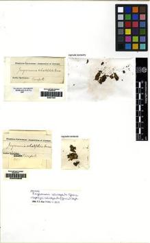 Type specimen at Edinburgh (E). Spruce, Richard: . Barcode: E00049655.