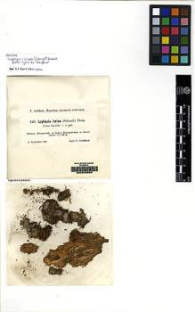 Type specimen at Edinburgh (E). Schiffner, Victor: 120. Barcode: E00049656.