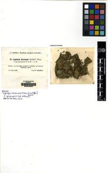 Type specimen at Edinburgh (E). Schiffner, Victor: 91. Barcode: E00049694.