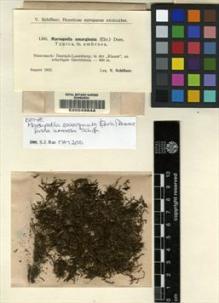 Type specimen at Edinburgh (E). Schiffner, Victor: 1360. Barcode: E00049844.