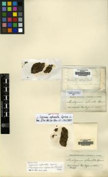 Type specimen at Edinburgh (E). Spruce, Richard: . Barcode: E00049995.