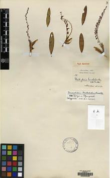 Type specimen at Edinburgh (E). Hose, Charles: 52. Barcode: E00050085.