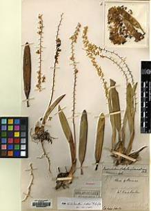 Type specimen at Edinburgh (E). Native Collector (NATCO): 99. Barcode: E00050087.