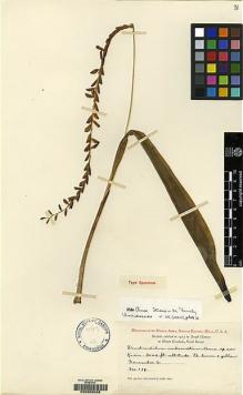Type specimen at Edinburgh (E). Clemens, Joseph: 179. Barcode: E00050088.